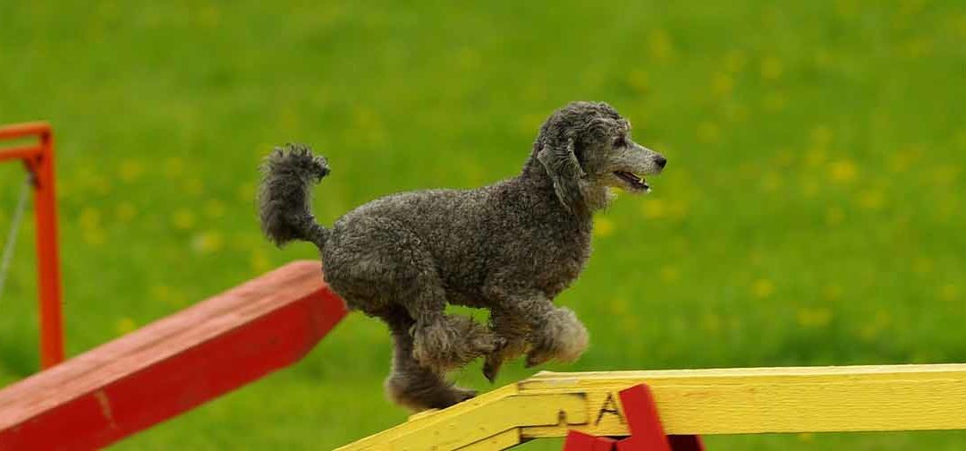 Agility and Insurance: antonyms?