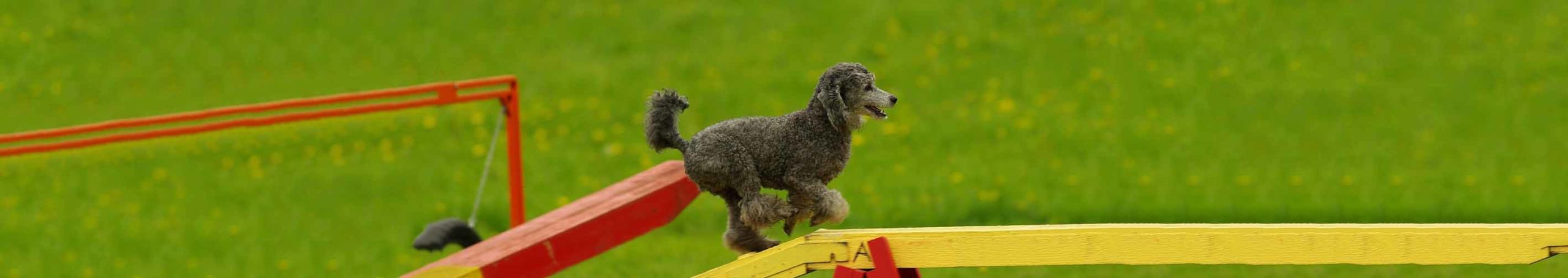 Agility and Insurance: antonyms?